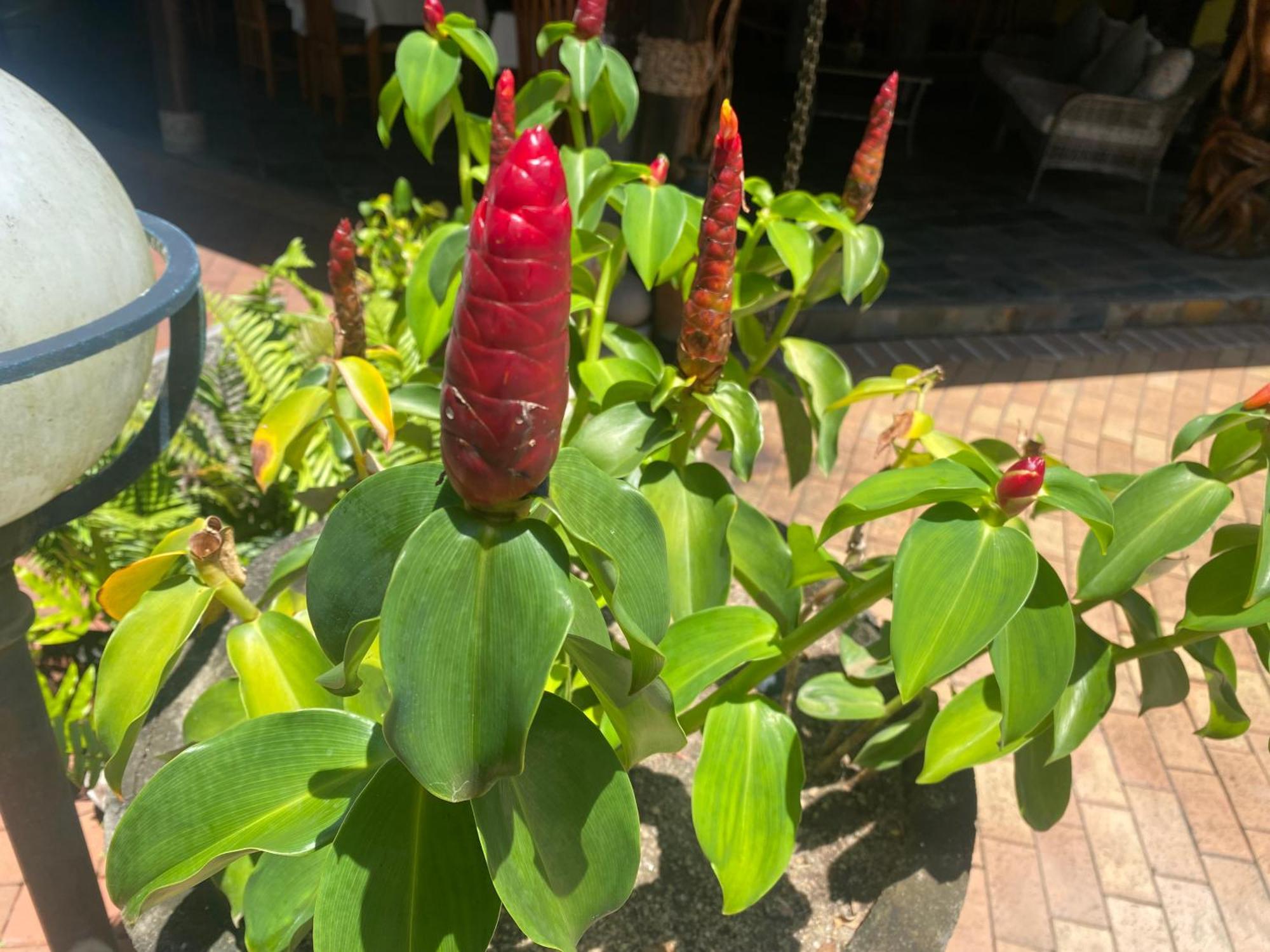 Hotel Chateau St Cloud La Digue Eksteriør bilde